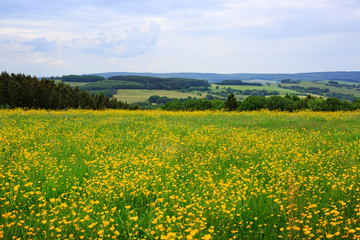 Spring meadow with yellow buttercups.
