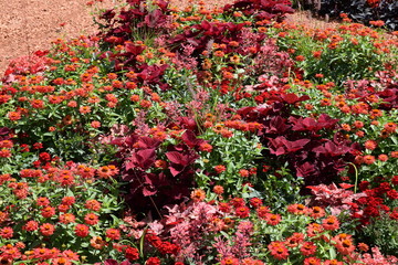 Wechselflor mit roten Blumen