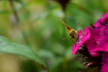 Butterfly is picking up nectar from a carnation flower in the garden. Copy space
