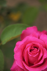 濃いピンクの薔薇の花　クローズアップ　埼玉県　伊奈町　日本