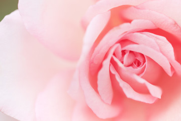 Obraz na płótnie Canvas ピンクの薔薇の花　クローズアップ　埼玉県　伊奈町　日本