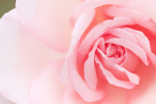 ピンクの薔薇の花　クローズアップ　埼玉県　伊奈町　日本