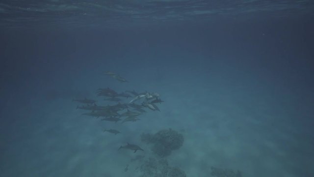 Spinner dolphins in clear water over a sandy ocean floor