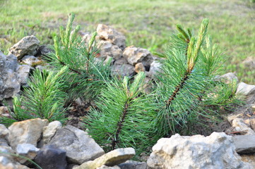 Клумба с горной сосной © photo_experience