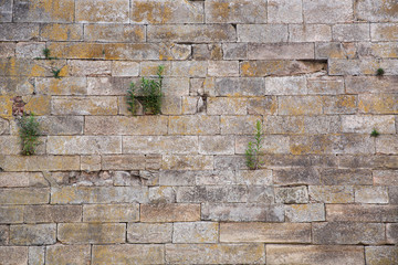 Stone wall with sprouted plants somewhere.