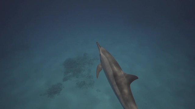 Spinner dolphins in clear water over a sandy ocean floor