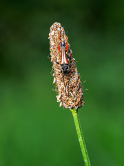 Stenopterus ater beetle, on grass seed head.