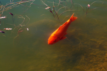 goldfish floats around the pond