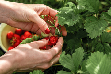 Woman picking strawberries from a bush