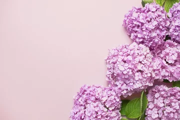 Abwaschbare Fototapete Hortensie Lilac pink hydrangea flower on pastel pink flat lay background. Mothers Day, Birthday, Valentines Day, Women´s Day, celebration concept. Top view Floral background.