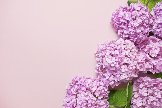 Fototapeta Lilac pink hydrangea flower on pastel pink flat lay background. Mothers Day, Birthday, Valentines Day, Women´s Day, celebration concept. Top view Floral background.