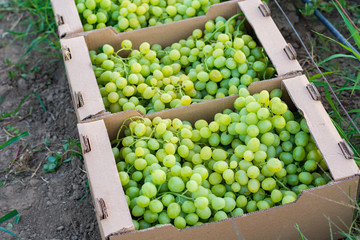 Bunches of ripe green grapes for cooking wine and food are stacked in cardboard square boxes for...
