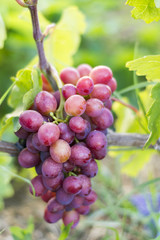 A bunch of ripe pink grapes for cooking wine and food hangs on a bush. Close-up.