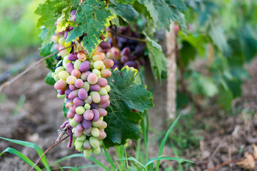 A bunch of ripe green-pink grapes for cooking wine and food hangs on a bush.