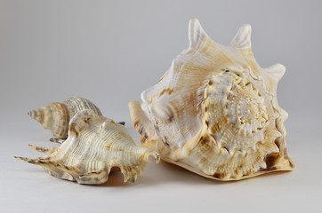 Sea shell
