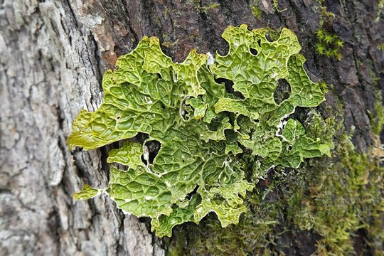 Lobaria pulmonaria, known as tree lungwort, lung lichen, lung moss, lungwort lichen, oak lungs or oak lungwort