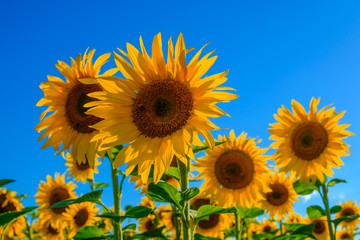 Sonnenblumen vor kräftig blauem Himmel