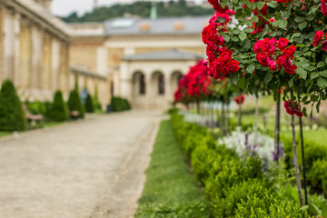 Fototapeta na wymiar red flowers in garden space of unfocused old medieval palace