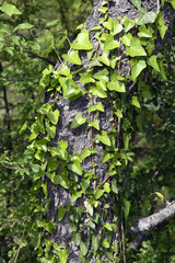 Efeutriebe an einem Baumstamm - ivy