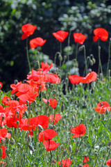 poppies in the field