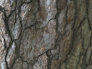 background of the bark of a pine tree. 