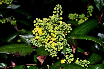 Mahonia aquifolium (Oregon-grape or Oregon grape)
