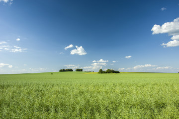Large green field and blue sky