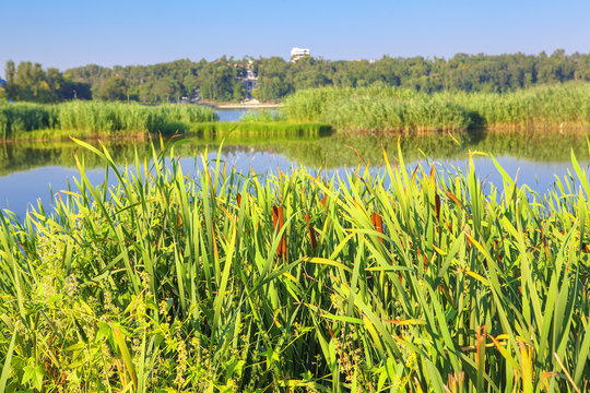 lake with green reed
