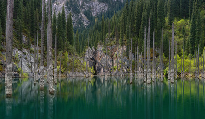 Natural Sight Of South Kazakhstan In Tyan-Shan Mountains - Alpine Kaindy Lake (Also Known As Birch Lake Or Underwater Forest).The Sunken Forest Of Mountain Lake Kaindy.Trunks Of Spruce Trees In Water - 210153429