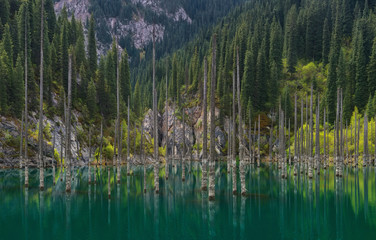 Kazakhstan, The Sunken Forest Of Mountain Lake Kaindy.Trunks Of Spruce Trees In Water.Natural Sight Of Kazakhstan In Tyan-Shan Mountains - Alpine Kaindy Lake (Also Known As Birch Lake Or Dead Forest) - 210153449