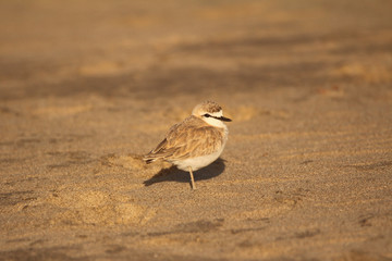 White-fronted Plover on the beach