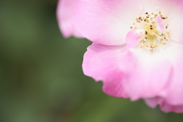 薔薇　さらさ　クローズアップ　埼玉県　伊奈町　日本
