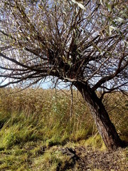 Fototapeta na wymiar A tree with rush in the background