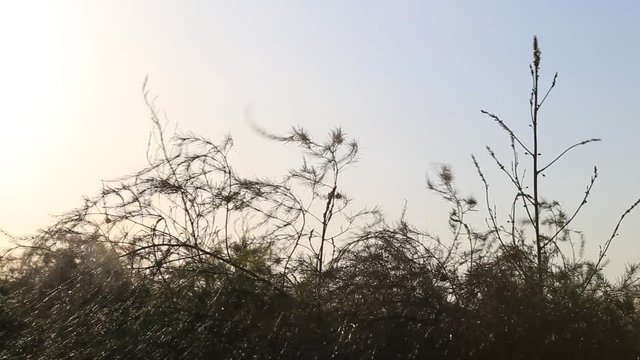 this is the footage of a asparagus