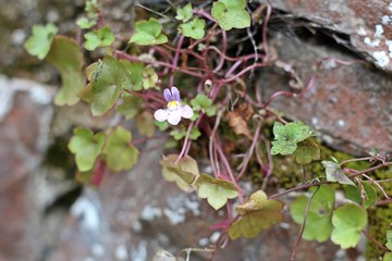 Flor silvestre