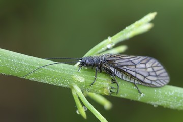Alderfly, Sialis sp