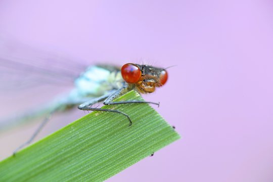 Large redeye or red-eyed damselfly, Erythromma najas