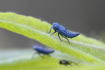 Blue hopper or leafhopper, Sonronius dahlbomi, tiny blue insect