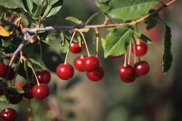 A young cherry tree with fruits in the summer garden. Blurred background.