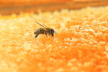 Bee on bees wax 