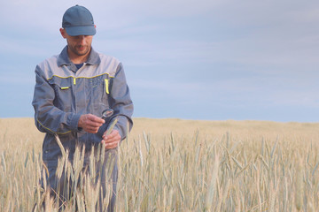 a young farmer checks the plants in a rye field. copy space
