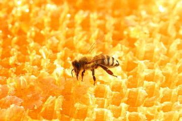 Bee on bees wax 