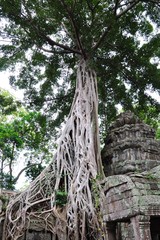TaProhm Temple near Angkor Wat in Siem Reap, Cambodia