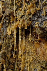 Gelbes Baumharz an Nadelbaum