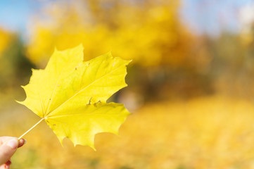 Fingers holding a maple leaf in the sun. Leaf in hand in the sunny forest