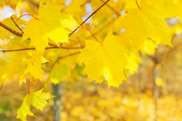 Branch of an autumn maple in the wood