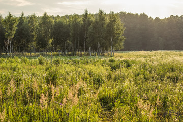 birch forest nature landscape in summer morning time with nobody