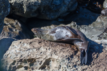 Wild seal can seen sun bathing in Kaikoura,New Zealand