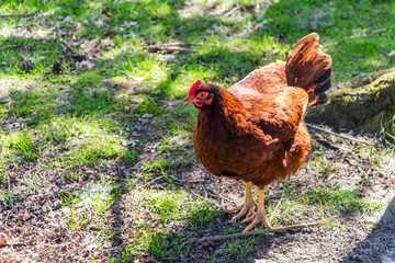 A little brown chicken or hen standing in the sunlight.