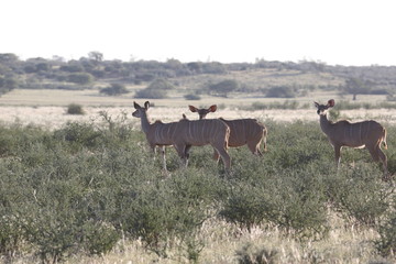 Namibie